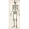 Osteo-graphie ou description des os de l'adulte