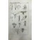 Manuale di botanica