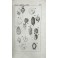 Manuale di botanica