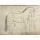 Manuale di veterinaria