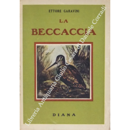 La beccaccia
