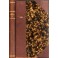 I quattro libri di Senofonte