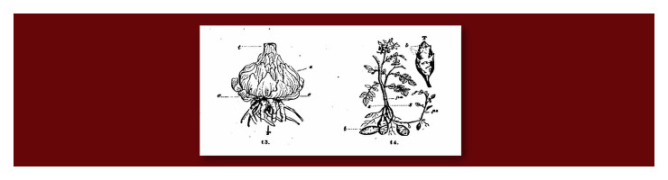 Botanica Botanica
