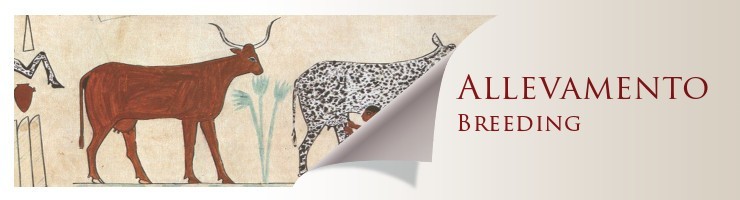 Allevamento