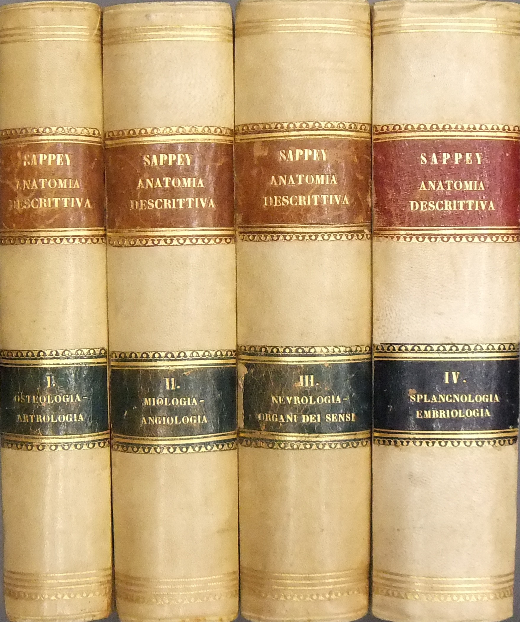 Trattato di anatomia descrittiva