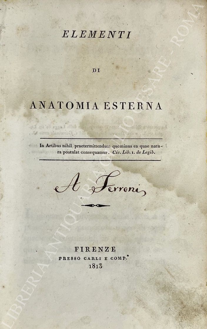 Elementi di anatomia esterna