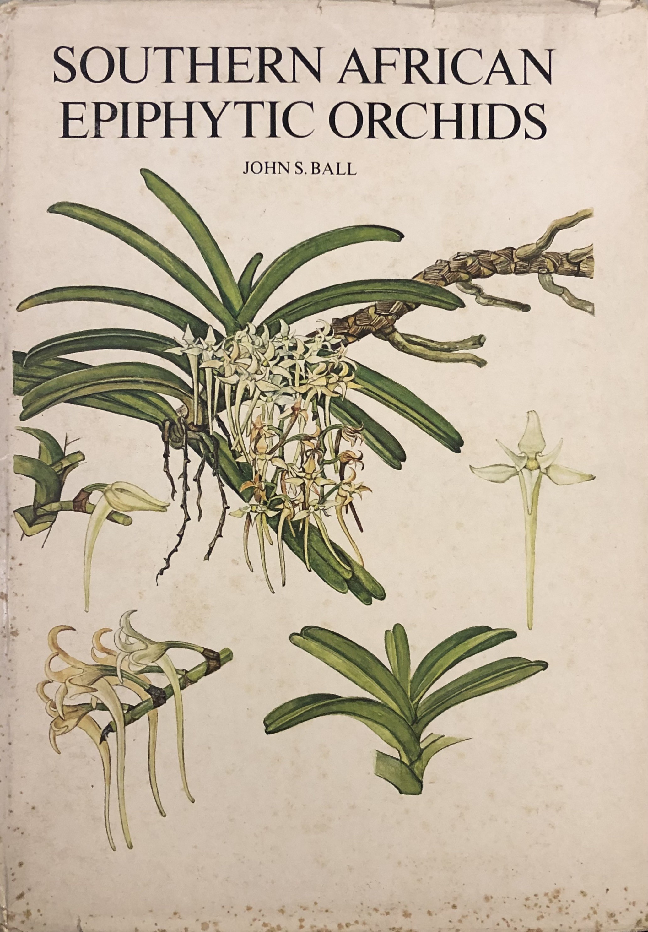 Southern african epiphytic orchids