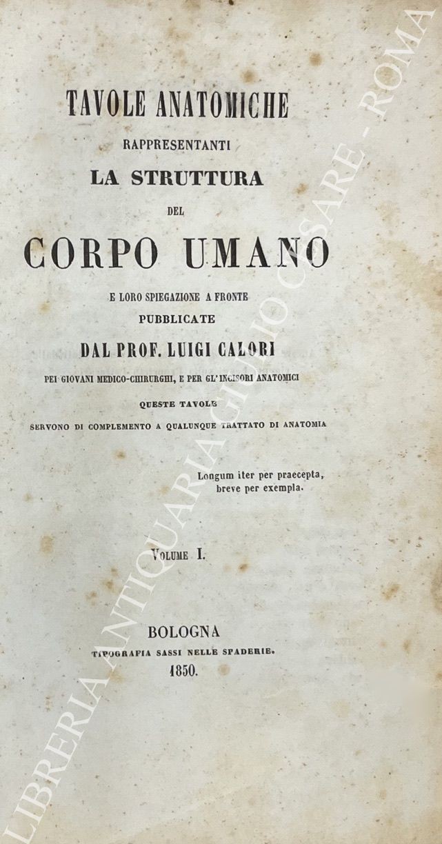 Tavole anatomiche rappresentanti la struttura del corpo umano