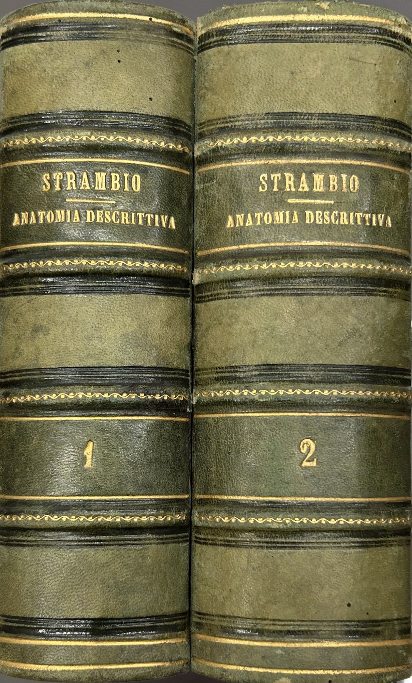 Trattato elementare di anatomia